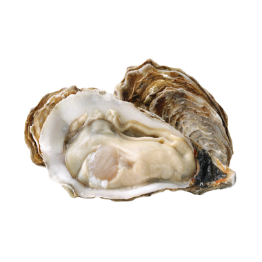 Hàu