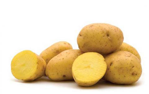 Potato Yukon USA