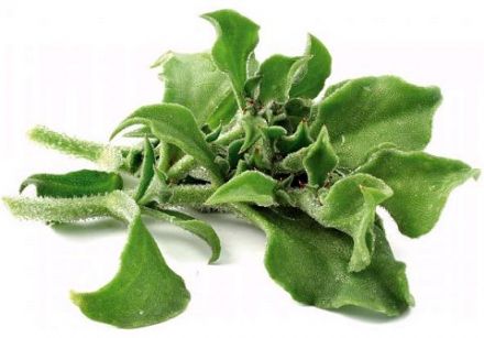 Ice Plant Salad