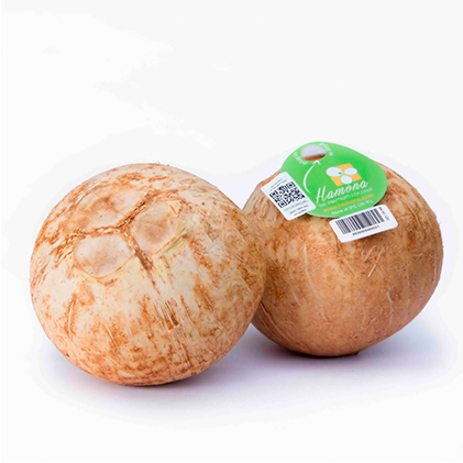 Coconut Hamona Premium Size L