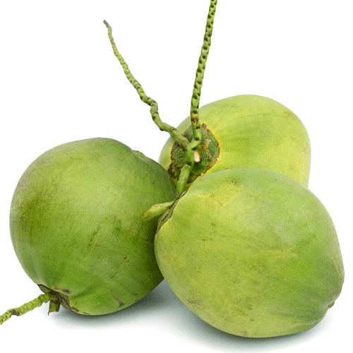 Coconut Hamona Premium Size MS