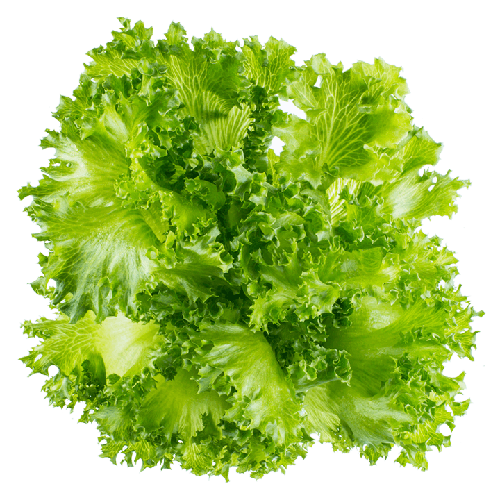 Crystal Lettuce

