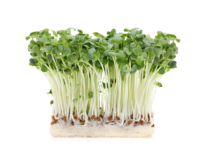 Sweet Bok Choy Sprouts