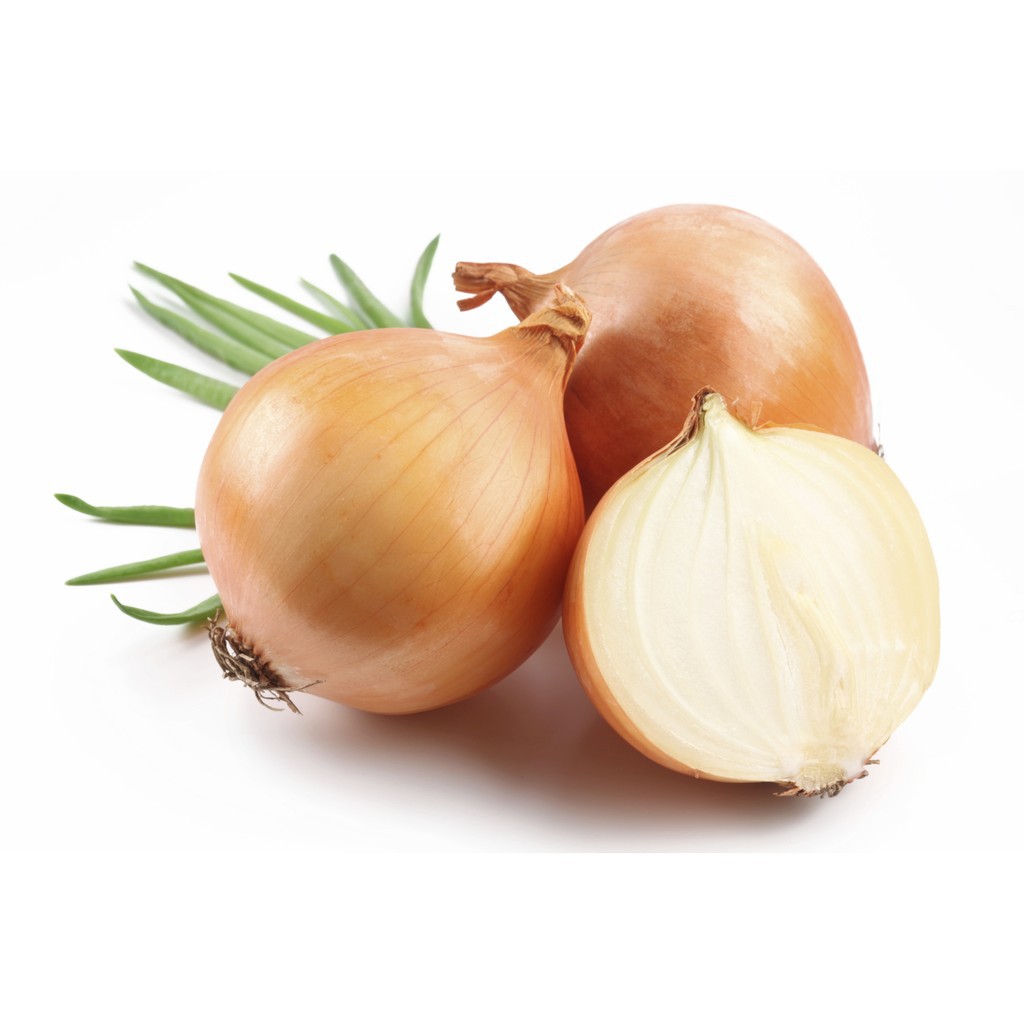 Onion Yellow Holland