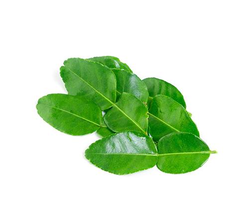 Kaffir Lime Leaf VietGAP