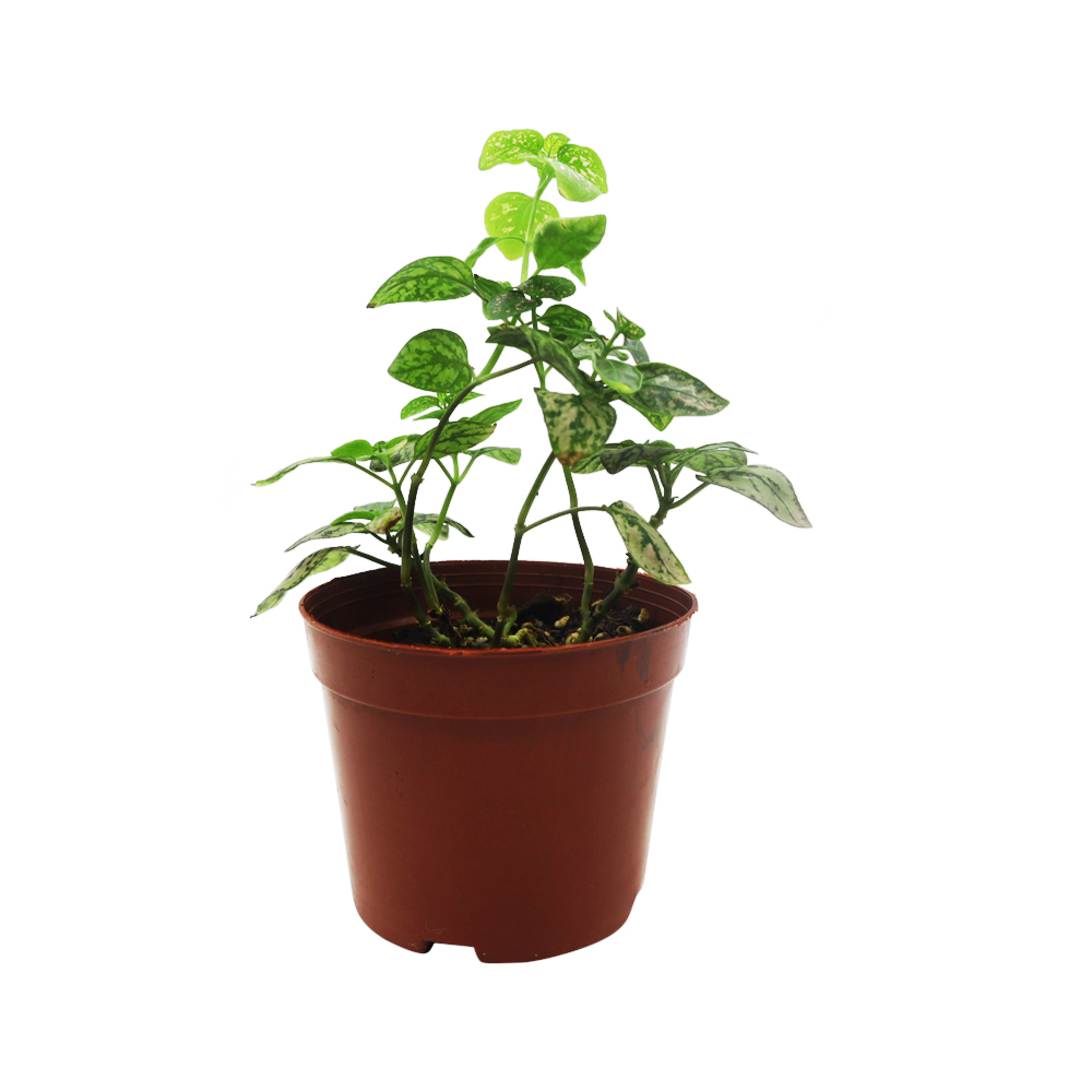 Bubon Pot Plant 03