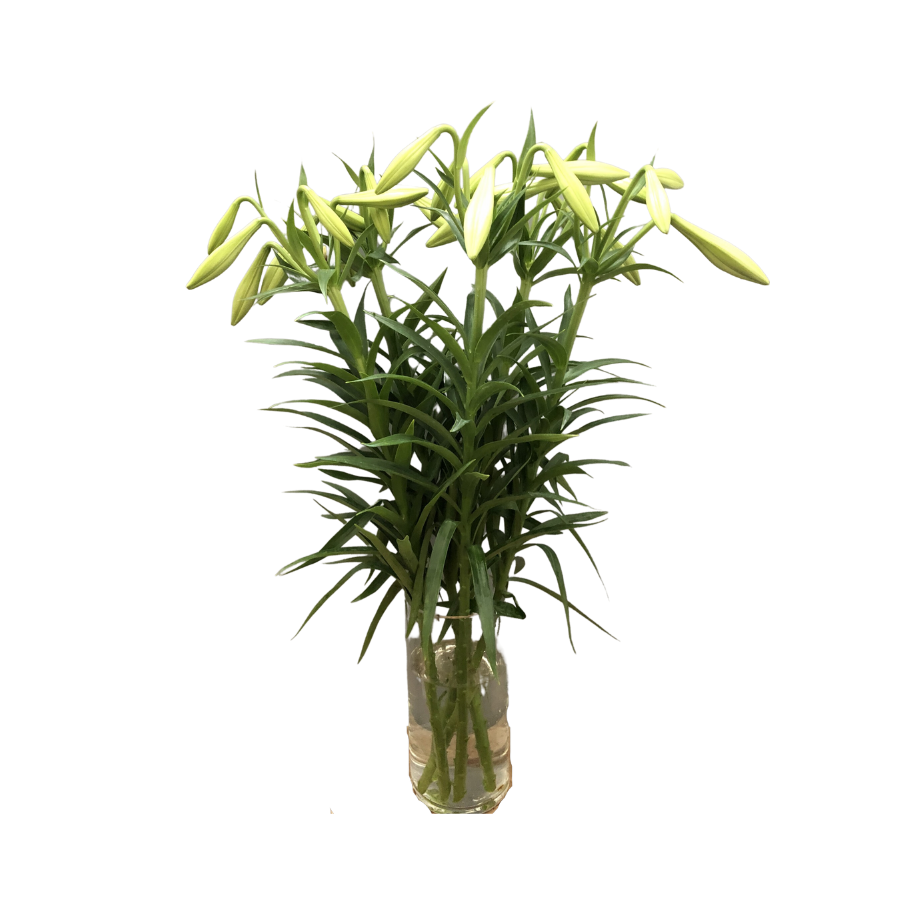Premium Lily HN mix (5 branches)