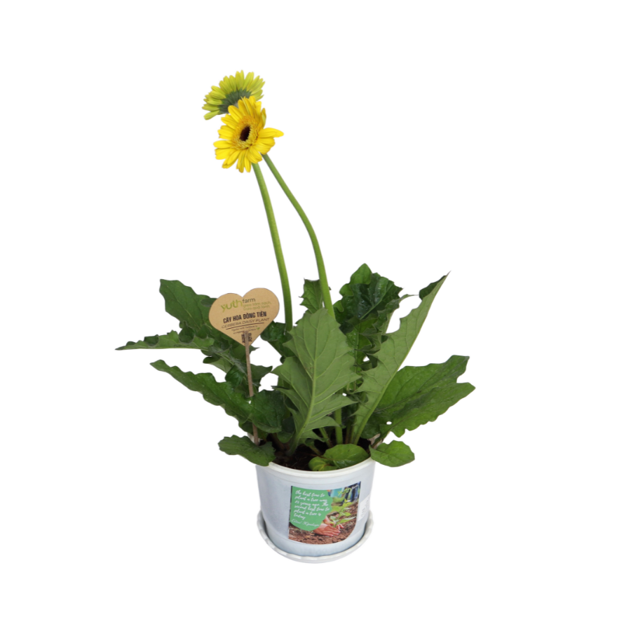 Gerbera Daisy Plant (Pcs)