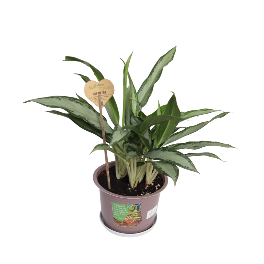 Aglaonema Black Lance Plant (Pcs)