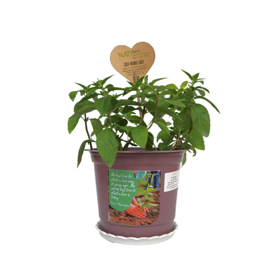 Spicy Mint Plant (Pcs) 