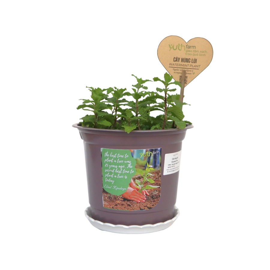 Watermint Plant (Pcs)