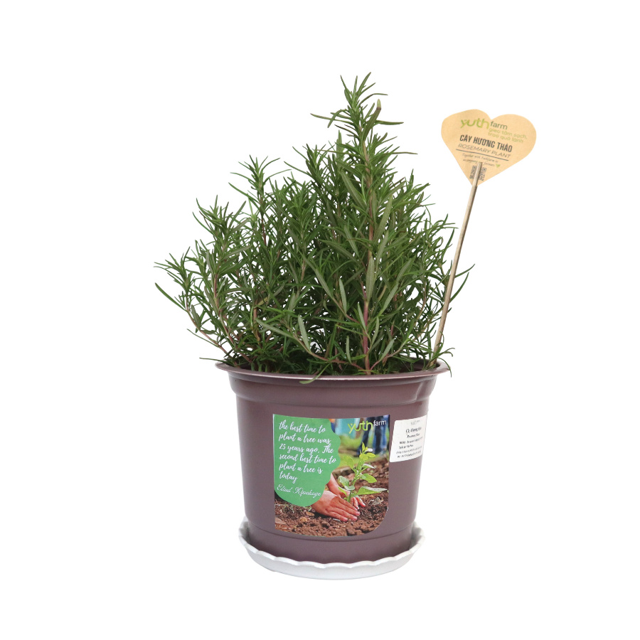 Rosemary Plant (pot)