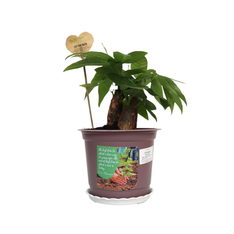 Pachira Plant (Pcs)