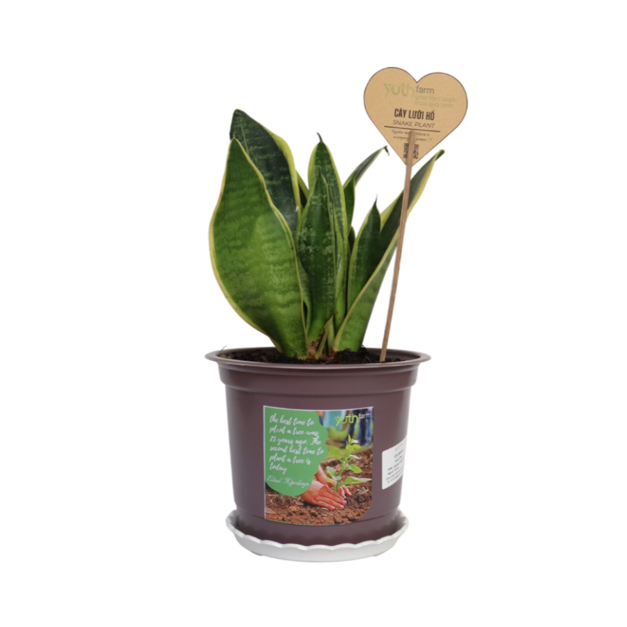 Snake Plant (Pcs)