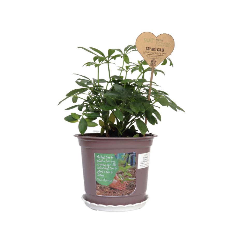 Schefflera Plant (Pcs)
