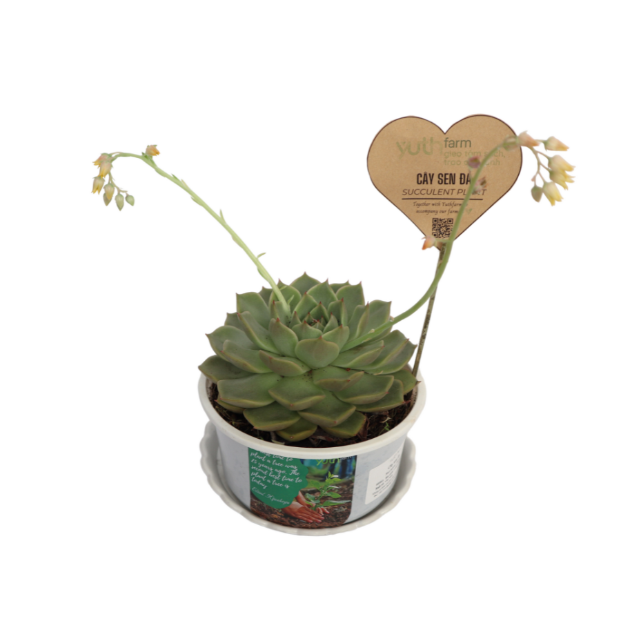 Succulent Plant (Pcs)
