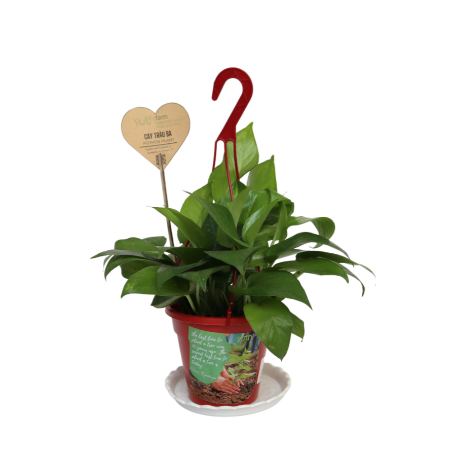 Pothos Plant (Pcs)