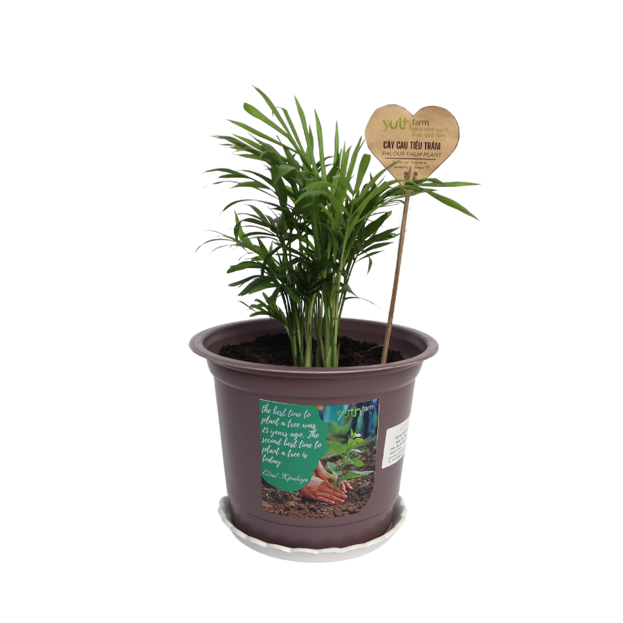 Palour Palm Plant (Pcs)