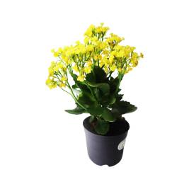 Cây Cảnh Bubon Pot Plant 07