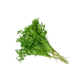 Coriander