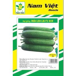NV Hạt Giống Dưa Leo NV 577