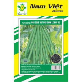 NV Seed of Common Bean Black Seed