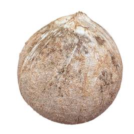 Cocomeko Coconut Size 800g up (pcs)