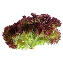Lollo Rossa VietGAP (200g)