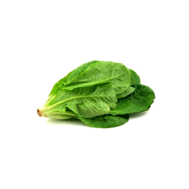 Xà Lách Romaine VietGAP