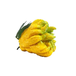 Buddha's Hand Fruit (Pcs)