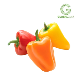Baby Capsicum 3 Colors (g)