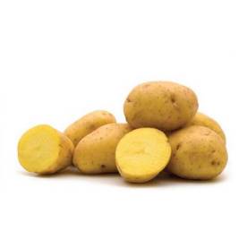 Potato Yukon USA