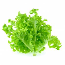 Xà Lách Sồi Xanh