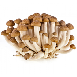 Buna-Shimeji Brown Korean (150g)