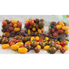 Cà Chua Cherry Nhiều Màu VietGAP