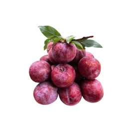 Plum Moc Chau
