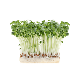 Mầm Cải Ngọt