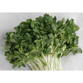 Sunflower Sprouts