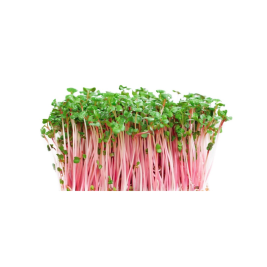 Mầm Cà rốt (200g)