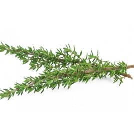 Thyme