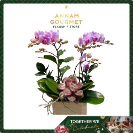 Cây Cảnh Bubon Pot Plant 02