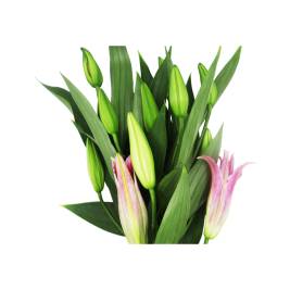 Bubon one Color Sweet Lily (5 branches)