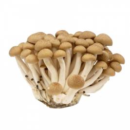 Nấm Thủy Tiên nâu HQ (150g)