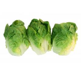 Salad Búp Sucrine VietGAP