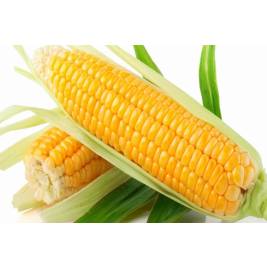 Bắp Mỹ 2 trái