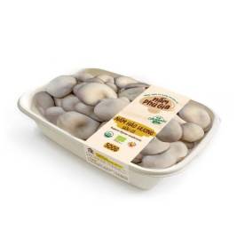 Mushroom Fresh Gray Oyster Organic