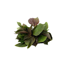 Shiso Leaves VietGAP (100g)