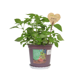 Cây Kinh giới (chậu)