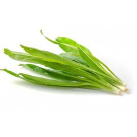 Culantro Organic (50g)