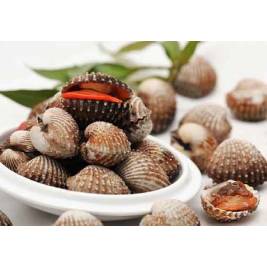 Sò Huyết Cồ (Size 20-40 con/kg) - Sống (g)